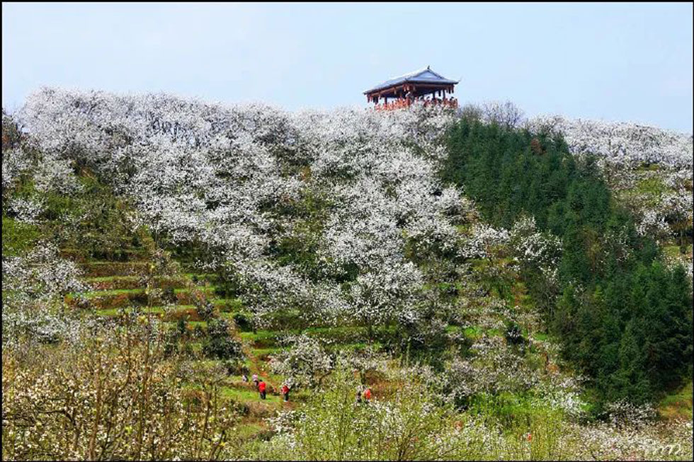 【春天，广西桂林灌阳县向您发出邀请！】我们在灌阳看梨花 - 游山玩水 - 南充生活社区 - 南充28生活网 nanchong.28life.net