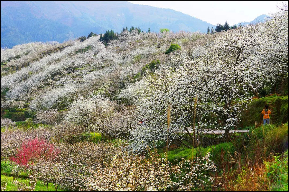 【春天，广西桂林灌阳县向您发出邀请！】我们在灌阳看梨花 - 游山玩水 - 南充生活社区 - 南充28生活网 nanchong.28life.net