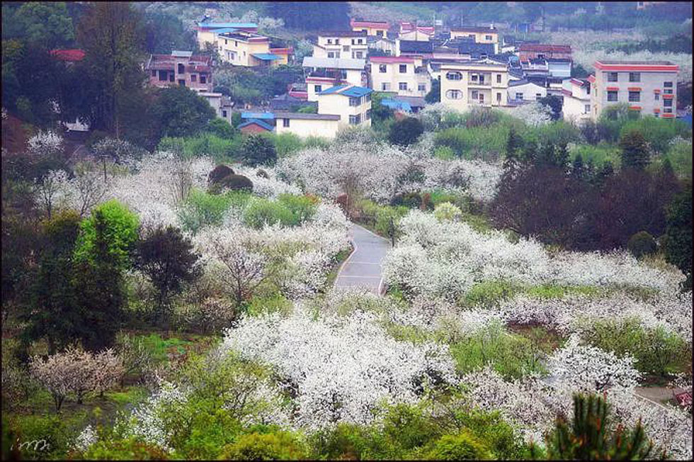 【春天，广西桂林灌阳县向您发出邀请！】我们在灌阳看梨花 - 游山玩水 - 南充生活社区 - 南充28生活网 nanchong.28life.net