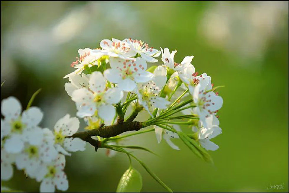 【春天，广西桂林灌阳县向您发出邀请！】我们在灌阳看梨花 - 游山玩水 - 南充生活社区 - 南充28生活网 nanchong.28life.net