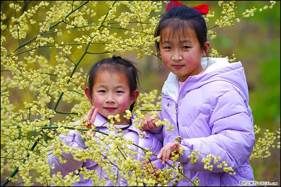 【春天，广西桂林灌阳县向您发出邀请！】米珠山前有片山苍子花在飘香 - 游山玩水 - 南充生活社区 - 南充28生活网 nanchong.28life.net