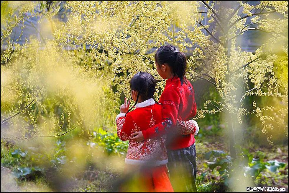 【春天，广西桂林灌阳县向您发出邀请！】米珠山前有片山苍子花在飘香 - 游山玩水 - 南充生活社区 - 南充28生活网 nanchong.28life.net