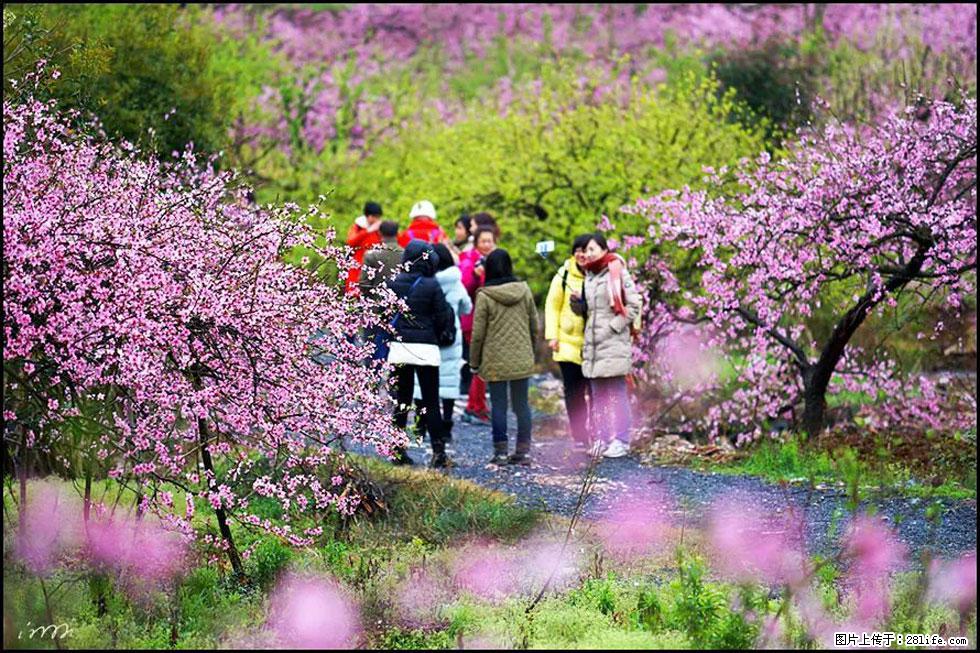 【春天,广西桂林灌阳县向您发出邀请!】官庄村有个醉美的桃花园 - 游山玩水 - 南充生活社区 - 南充28生活网 nanchong.28life.net