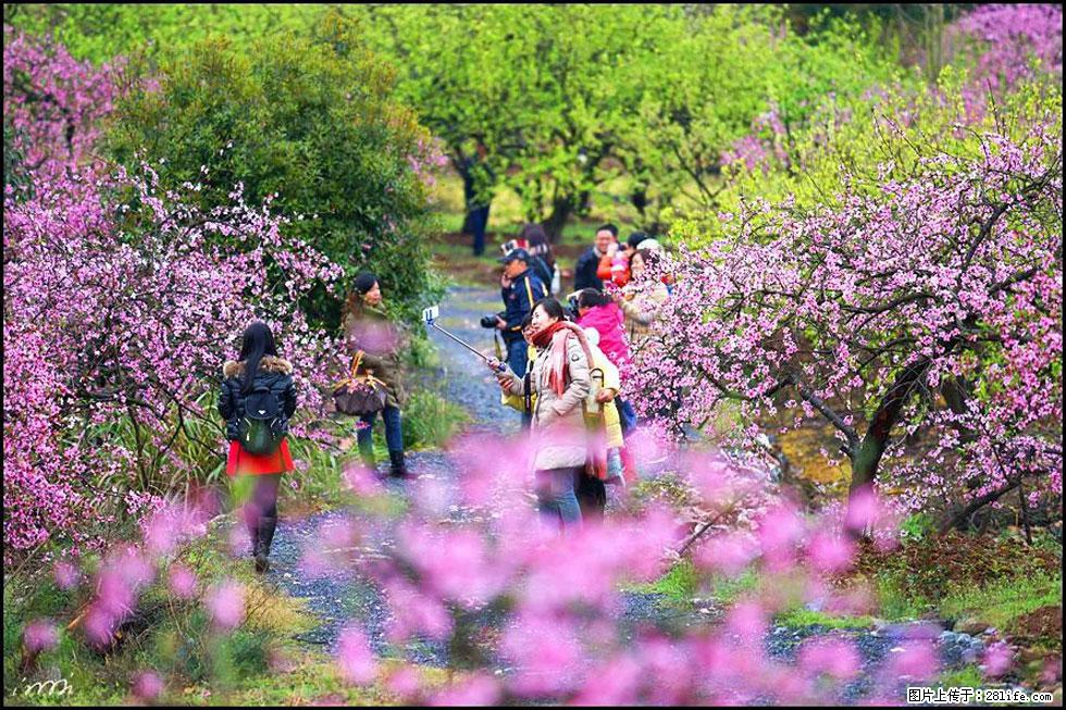 【春天,广西桂林灌阳县向您发出邀请!】官庄村有个醉美的桃花园 - 游山玩水 - 南充生活社区 - 南充28生活网 nanchong.28life.net