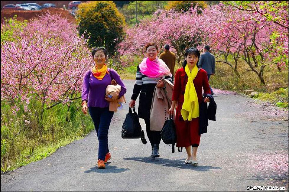 【春天,广西桂林灌阳县向您发出邀请!】官庄村有个醉美的桃花园 - 游山玩水 - 南充生活社区 - 南充28生活网 nanchong.28life.net