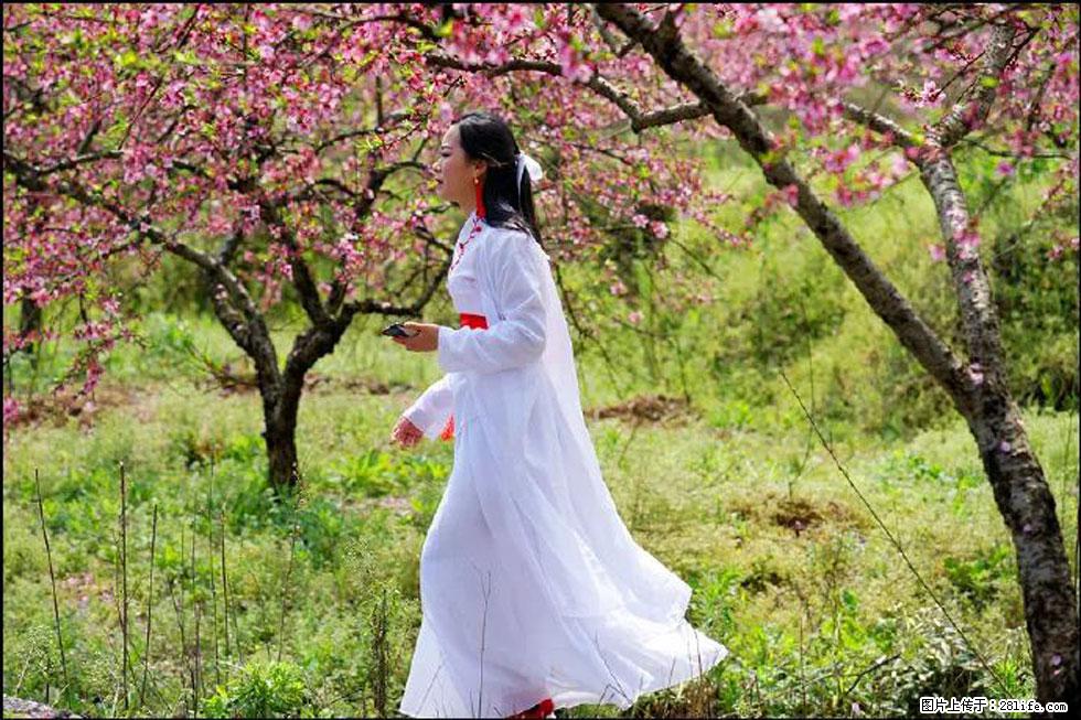 【春天,广西桂林灌阳县向您发出邀请!】官庄村有个醉美的桃花园 - 游山玩水 - 南充生活社区 - 南充28生活网 nanchong.28life.net