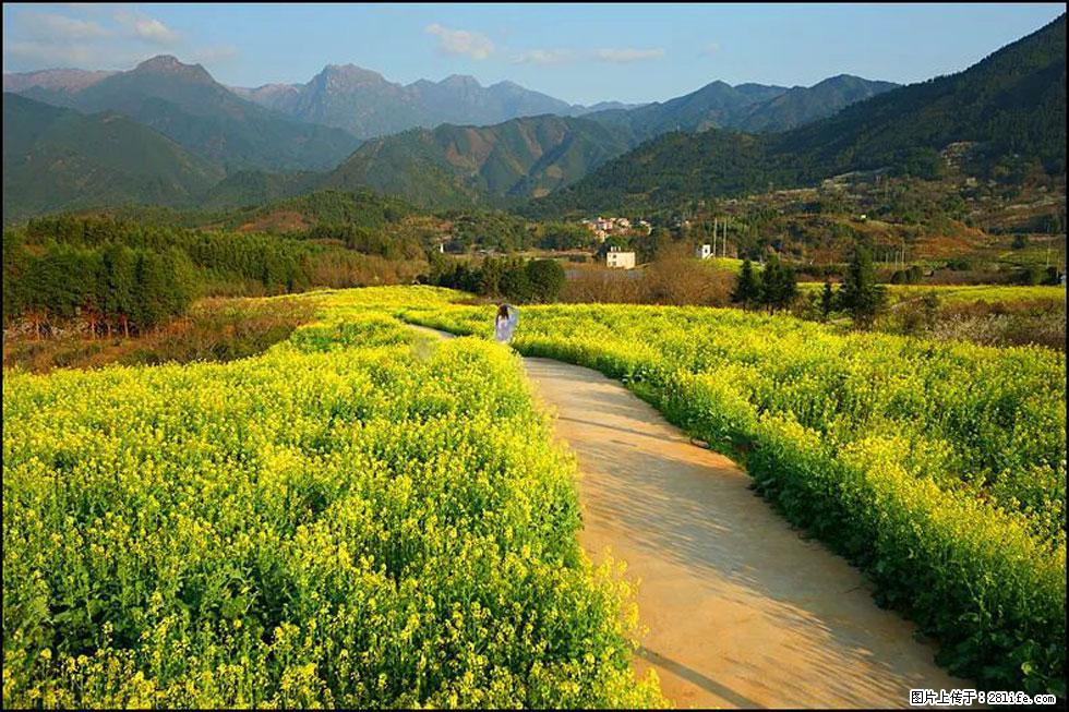 【春天，广西桂林灌阳县向您发出邀请！】长坪村油菜盛情花开 - 游山玩水 - 南充生活社区 - 南充28生活网 nanchong.28life.net