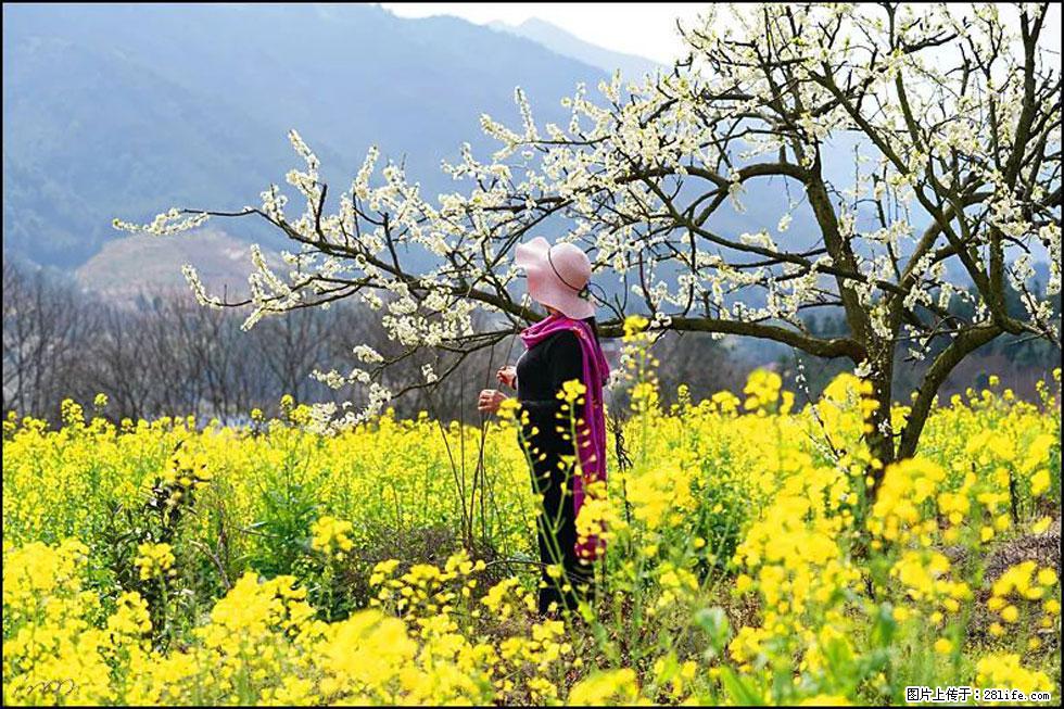 【春天，广西桂林灌阳县向您发出邀请！】长坪村油菜盛情花开 - 游山玩水 - 南充生活社区 - 南充28生活网 nanchong.28life.net