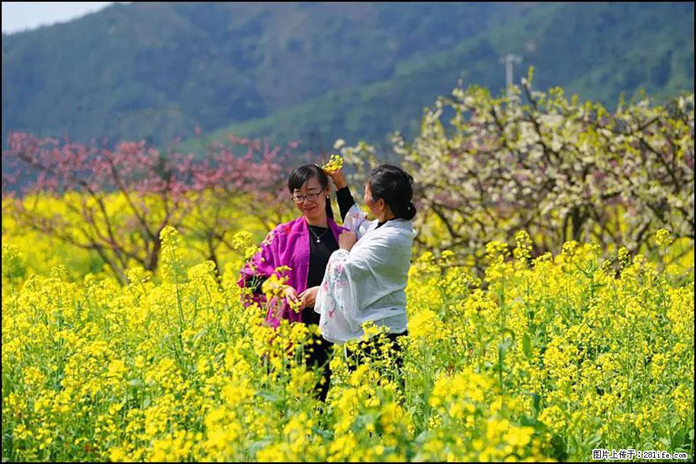 【春天，广西桂林灌阳县向您发出邀请！】长坪村油菜盛情花开 - 游山玩水 - 南充生活社区 - 南充28生活网 nanchong.28life.net
