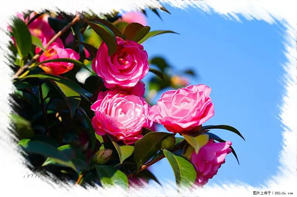 【春天，广西桂林灌阳县向您发出邀请！】杨柳井茶花惹人爱 - 游山玩水 - 南充生活社区 - 南充28生活网 nanchong.28life.net