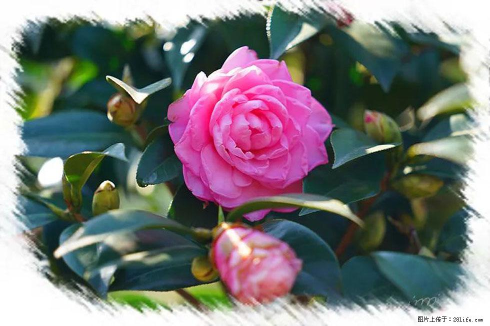 【春天，广西桂林灌阳县向您发出邀请！】杨柳井茶花惹人爱 - 游山玩水 - 南充生活社区 - 南充28生活网 nanchong.28life.net