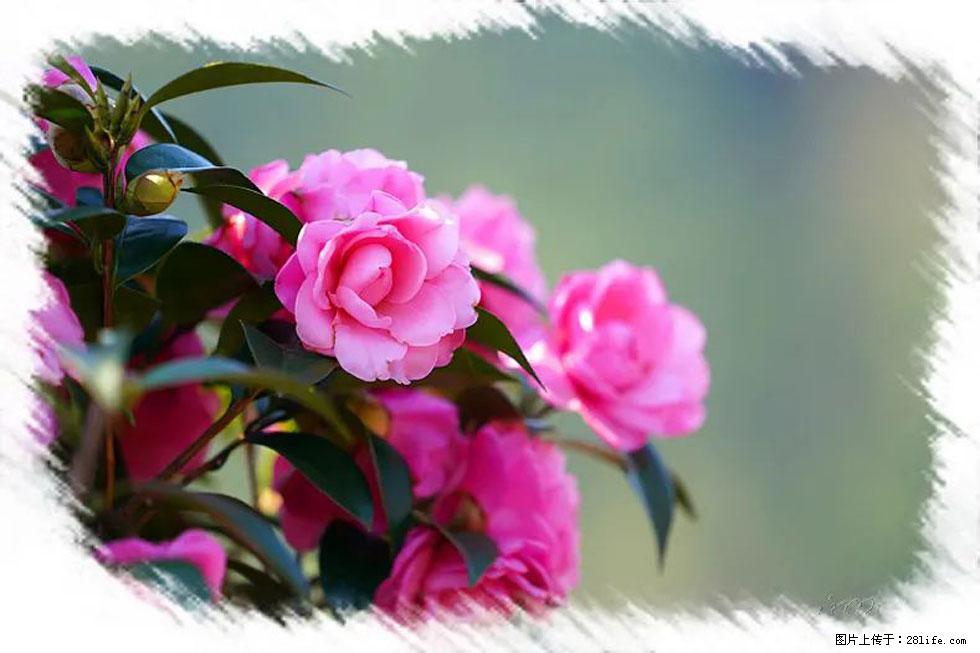 【春天，广西桂林灌阳县向您发出邀请！】杨柳井茶花惹人爱 - 游山玩水 - 南充生活社区 - 南充28生活网 nanchong.28life.net