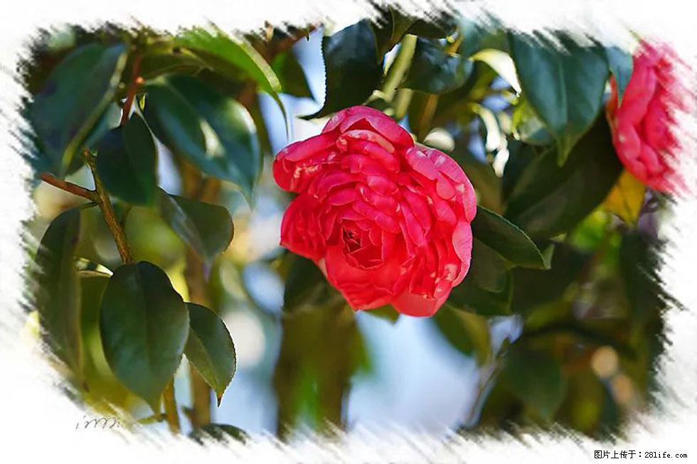 【春天，广西桂林灌阳县向您发出邀请！】杨柳井茶花惹人爱 - 游山玩水 - 南充生活社区 - 南充28生活网 nanchong.28life.net