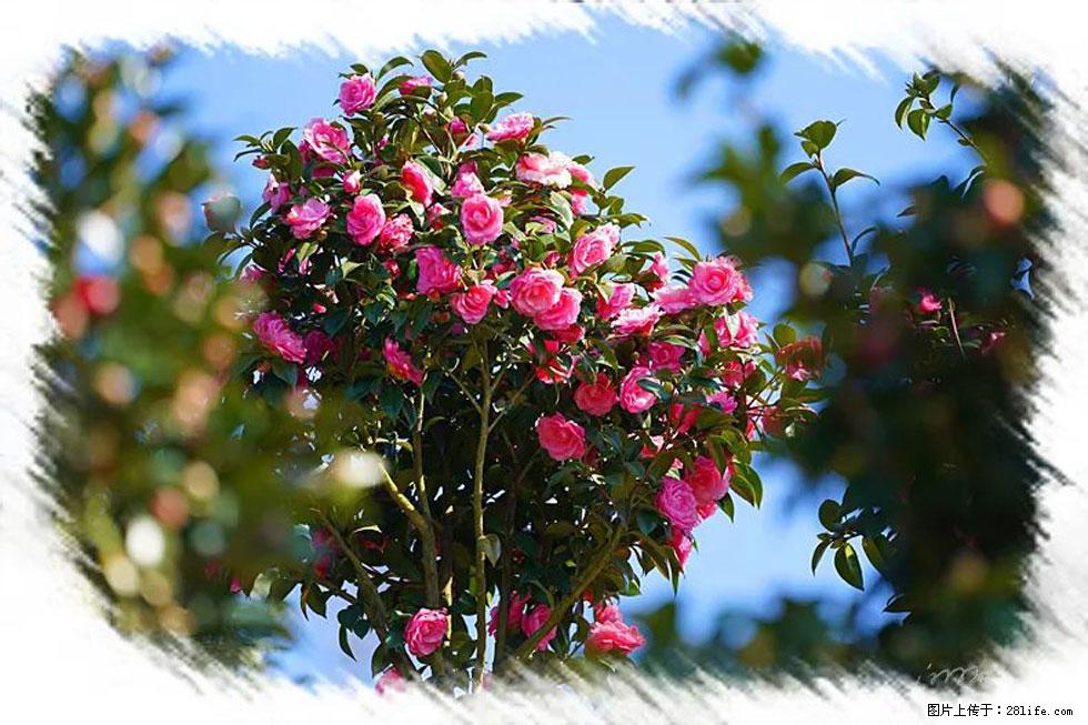 【春天，广西桂林灌阳县向您发出邀请！】杨柳井茶花惹人爱 - 游山玩水 - 南充生活社区 - 南充28生活网 nanchong.28life.net