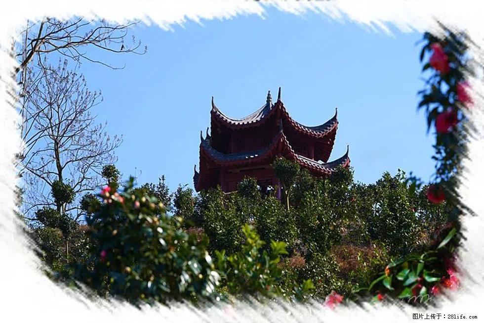 【春天，广西桂林灌阳县向您发出邀请！】杨柳井茶花惹人爱 - 游山玩水 - 南充生活社区 - 南充28生活网 nanchong.28life.net