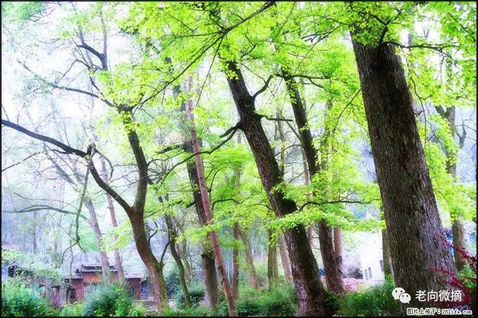 【春天，广西桂林灌阳县向您发出邀请！】在小龙村与春天约会 - 游山玩水 - 南充生活社区 - 南充28生活网 nanchong.28life.net
