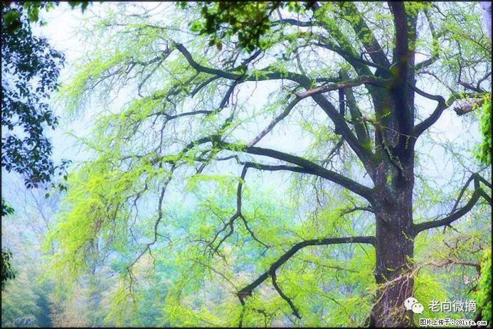 【春天，广西桂林灌阳县向您发出邀请！】在小龙村与春天约会 - 游山玩水 - 南充生活社区 - 南充28生活网 nanchong.28life.net