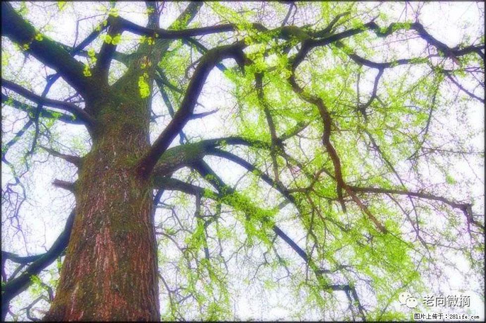 【春天，广西桂林灌阳县向您发出邀请！】在小龙村与春天约会 - 游山玩水 - 南充生活社区 - 南充28生活网 nanchong.28life.net
