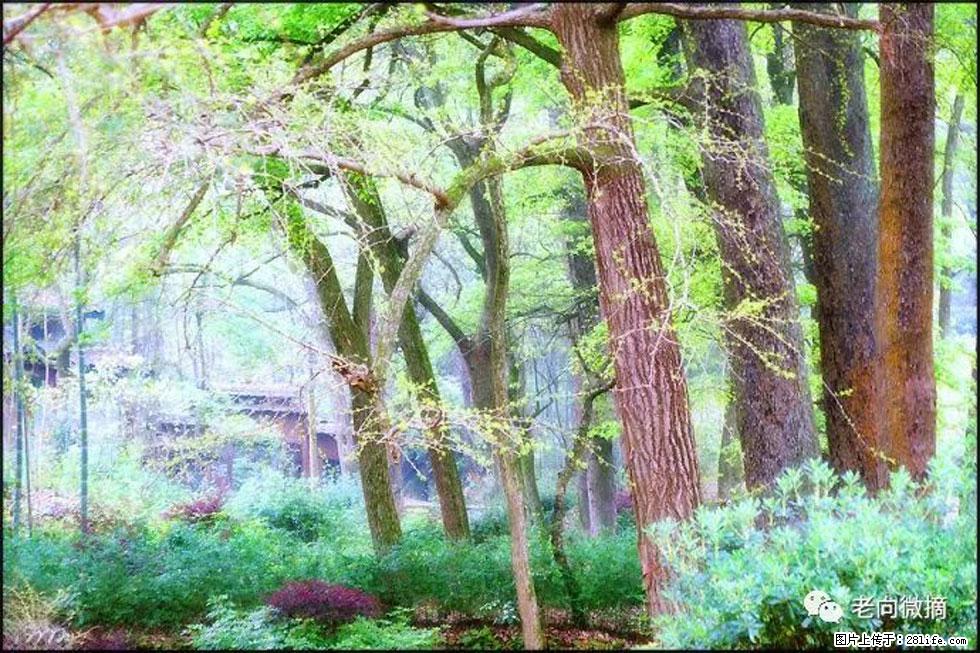 【春天，广西桂林灌阳县向您发出邀请！】在小龙村与春天约会 - 游山玩水 - 南充生活社区 - 南充28生活网 nanchong.28life.net
