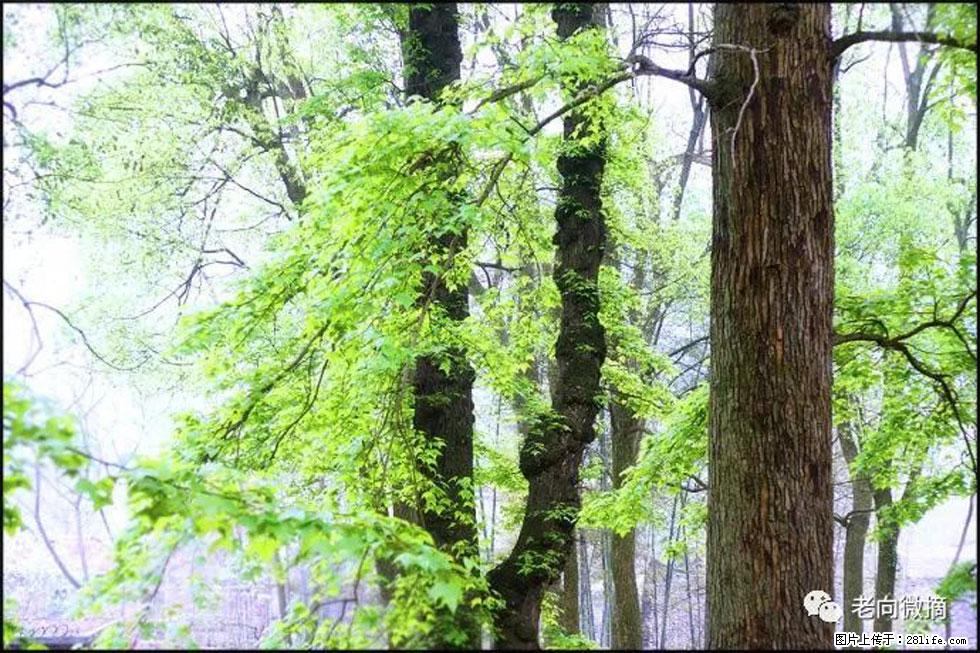 【春天，广西桂林灌阳县向您发出邀请！】在小龙村与春天约会 - 游山玩水 - 南充生活社区 - 南充28生活网 nanchong.28life.net