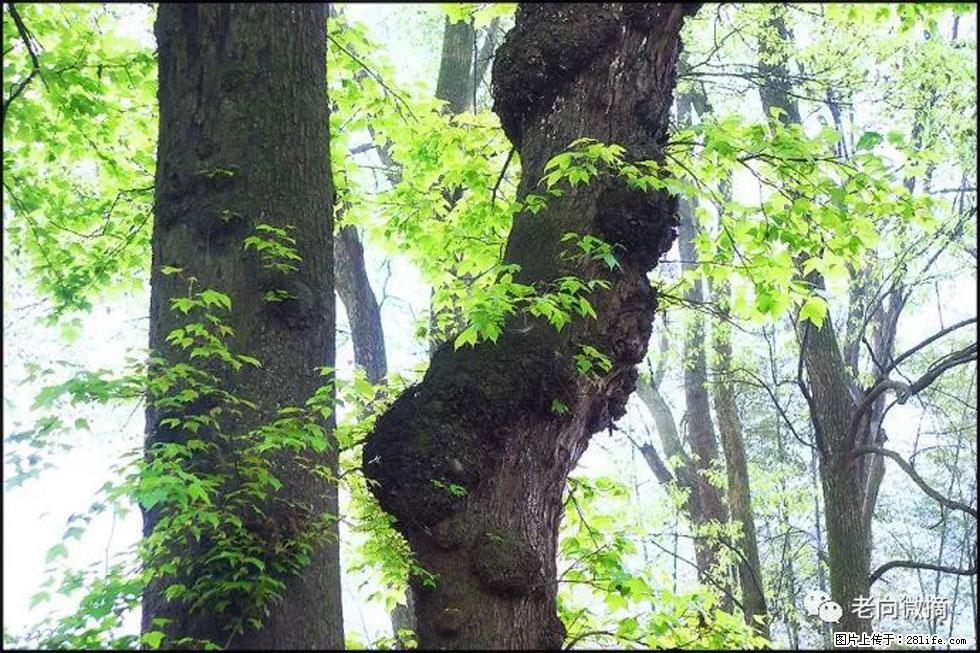 【春天，广西桂林灌阳县向您发出邀请！】在小龙村与春天约会 - 游山玩水 - 南充生活社区 - 南充28生活网 nanchong.28life.net