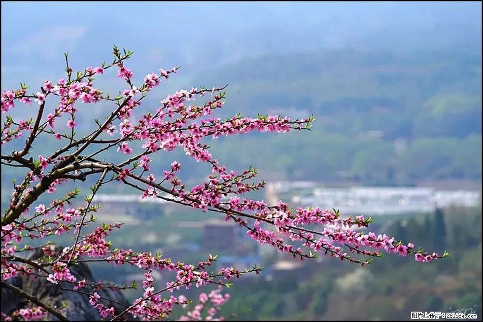 【春天，广西桂林灌阳县向您发出邀请！】望月岭上桃花开 - 游山玩水 - 南充生活社区 - 南充28生活网 nanchong.28life.net