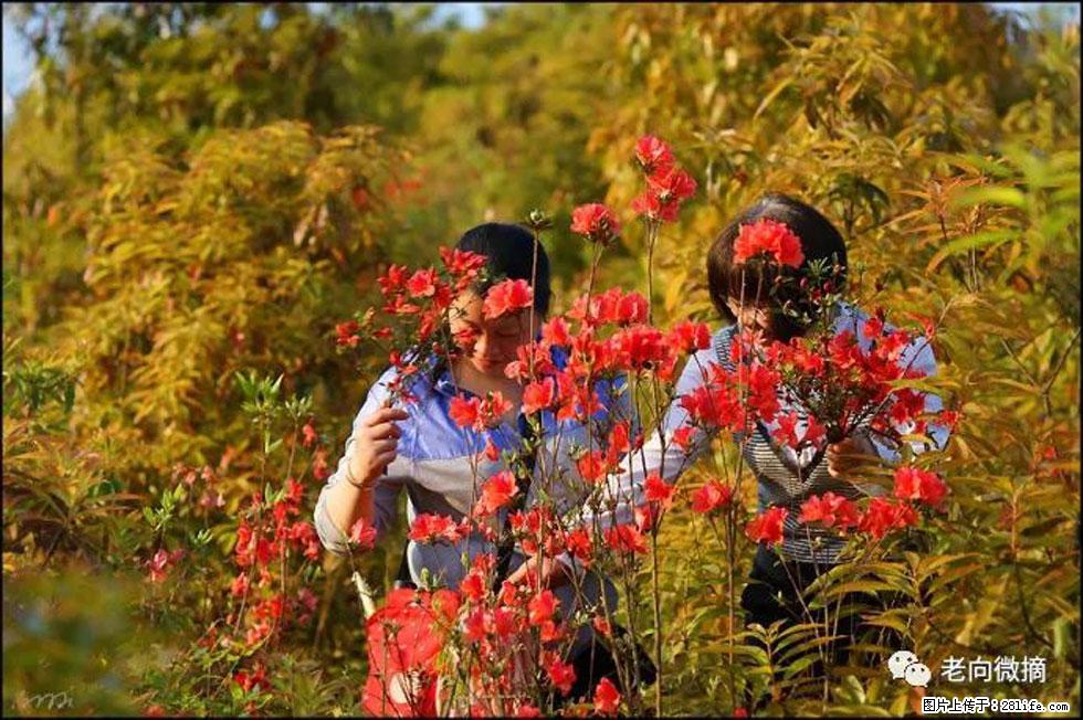 【春天，广西桂林灌阳县向您发出邀请！】登麒麟山，相约映山红 - 游山玩水 - 南充生活社区 - 南充28生活网 nanchong.28life.net