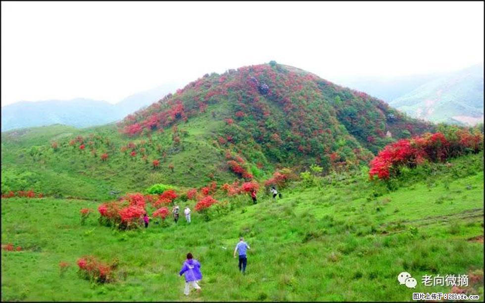 【春天，广西桂林灌阳县向您发出邀请！】宝盖山上映山红 - 游山玩水 - 南充生活社区 - 南充28生活网 nanchong.28life.net