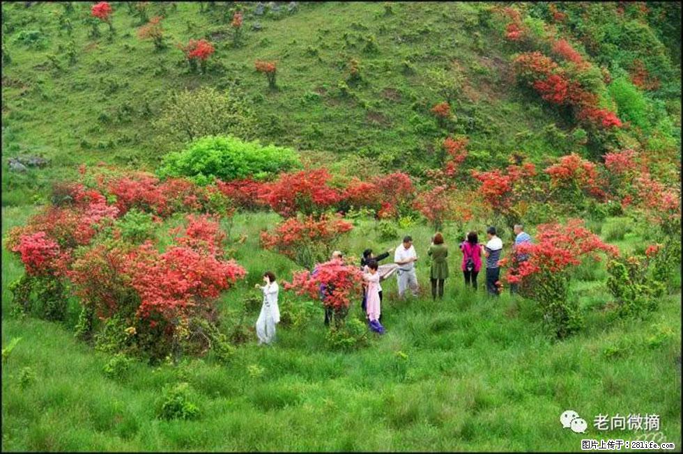 【春天，广西桂林灌阳县向您发出邀请！】宝盖山上映山红 - 游山玩水 - 南充生活社区 - 南充28生活网 nanchong.28life.net