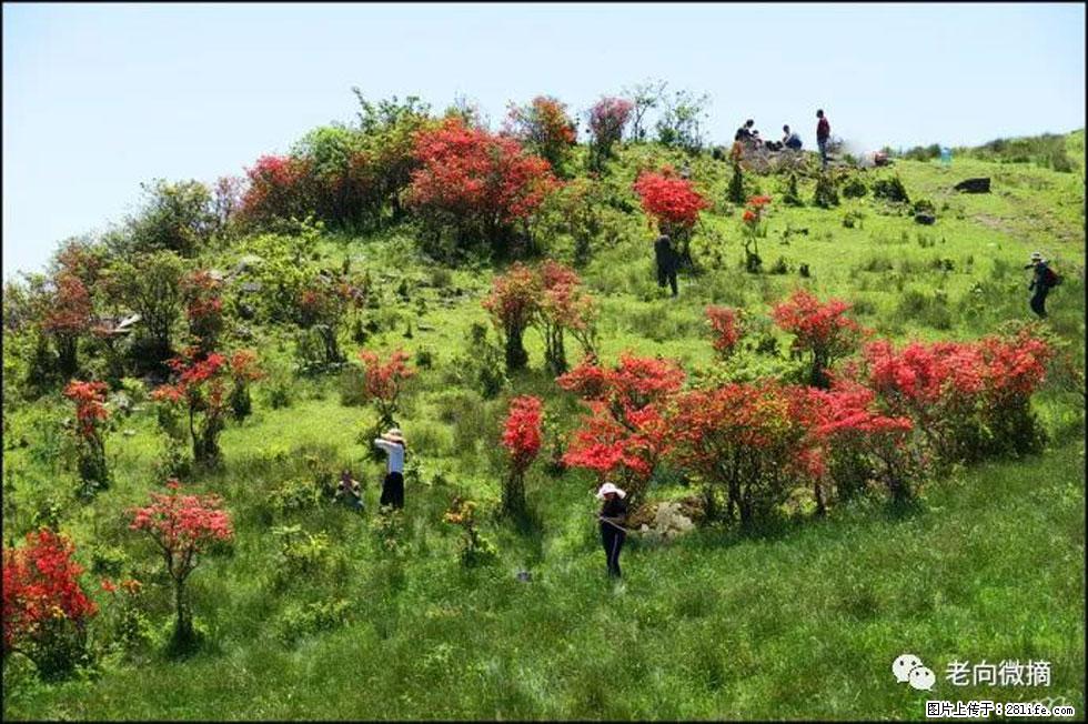 【春天，广西桂林灌阳县向您发出邀请！】宝盖山上映山红 - 游山玩水 - 南充生活社区 - 南充28生活网 nanchong.28life.net