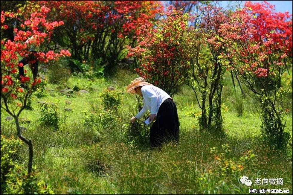 【春天，广西桂林灌阳县向您发出邀请！】宝盖山上映山红 - 游山玩水 - 南充生活社区 - 南充28生活网 nanchong.28life.net