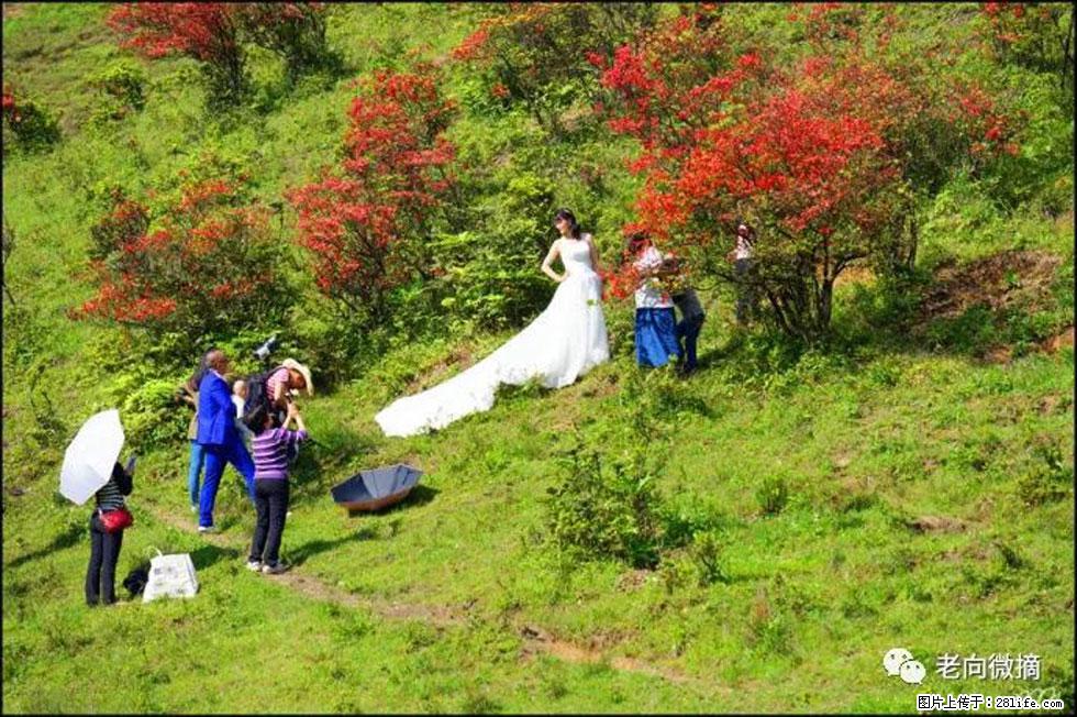 【春天，广西桂林灌阳县向您发出邀请！】宝盖山上映山红 - 游山玩水 - 南充生活社区 - 南充28生活网 nanchong.28life.net