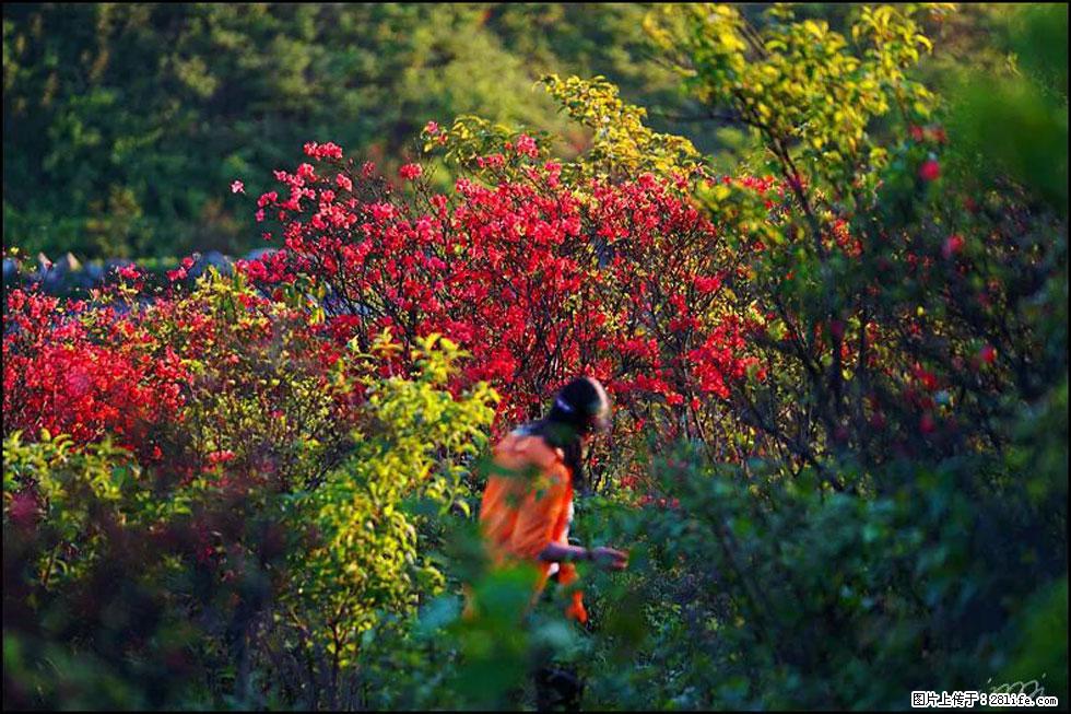 【春天，广西桂林灌阳县向您发出邀请！】春木界上映山红 - 游山玩水 - 南充生活社区 - 南充28生活网 nanchong.28life.net