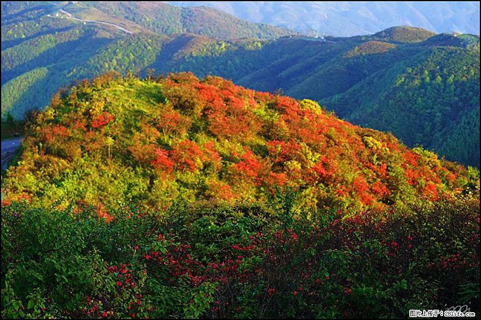 【春天，广西桂林灌阳县向您发出邀请！】春木界上映山红 - 游山玩水 - 南充生活社区 - 南充28生活网 nanchong.28life.net