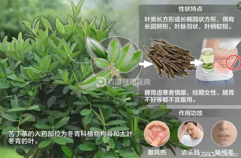 苦丁茶有哪些功效和作用 - 生活百科 - 南充生活社区 - 南充28生活网 nanchong.28life.net