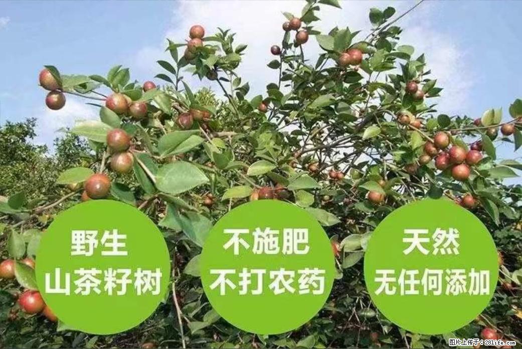 【灌阳县油茶产业示范区】一个有着充实的精神生活的人，对待身外之物自会有一种淡泊的态度 - 美食天地 - 南充生活社区 - 南充28生活网 nanchong.28life.net