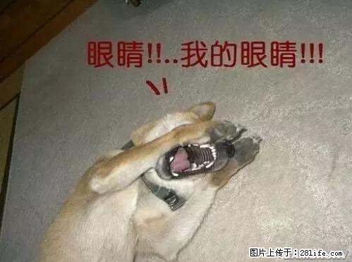 笑癫了！一女的怀孕三年未生，他终于忍不住了... - 娱乐八卦 - 南充生活社区 - 南充28生活网 nanchong.28life.net