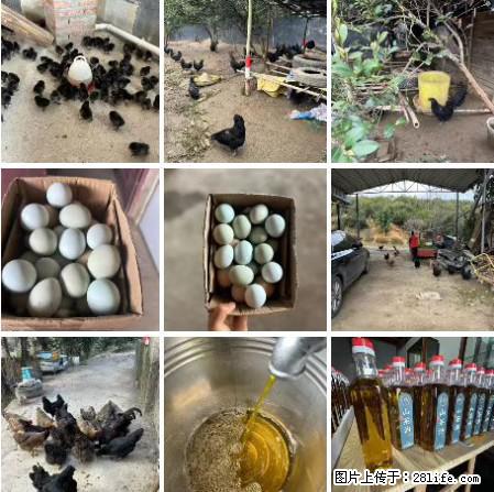油茶园从小鸡仔开始养起的纯土鸡、土鸡蛋可以预定啦！还有前几天刚榨的纯山茶油哦 - 美食天地 - 南充生活社区 - 南充28生活网 nanchong.28life.net