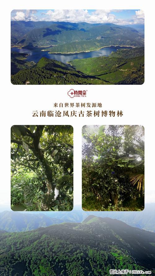 时间果百年古树2025年春红茶 - 购物交流 - 南充生活社区 - 南充28生活网 nanchong.28life.net