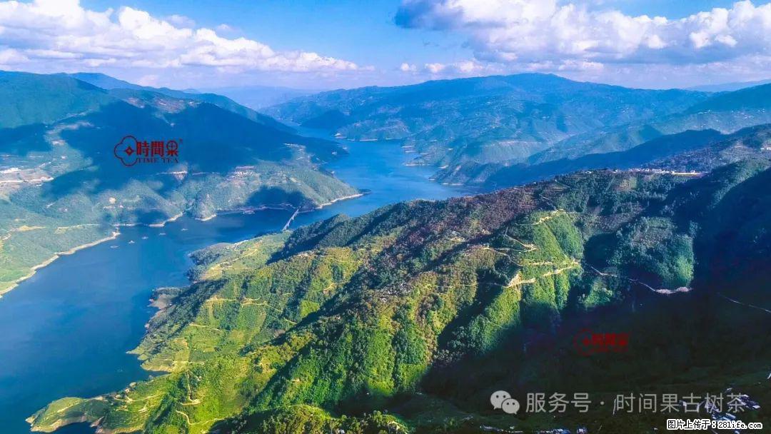 时间果百年古树龙珠普洱生茶 - 购物交流 - 南充生活社区 - 南充28生活网 nanchong.28life.net