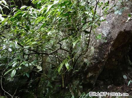 平乐石崖茶，珍贵仅次于金花茶 - 南充生活资讯 - 南充28生活网 nanchong.28life.net