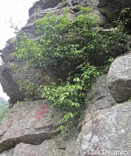 平乐石崖茶，珍贵仅次于金花茶 - 南充生活资讯 - 南充28生活网 nanchong.28life.net