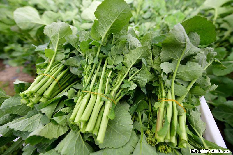 这些蔬菜是“天然钙片”，这6种被医生重点推荐 - 南充生活资讯 - 南充28生活网 nanchong.28life.net